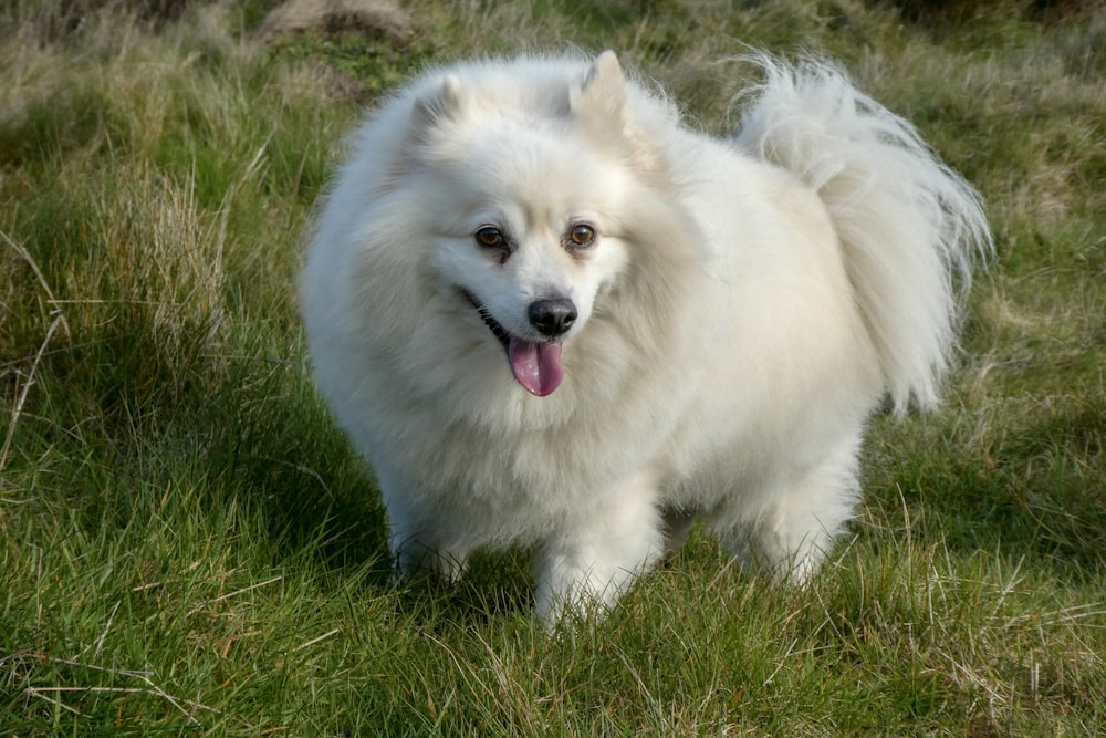 perro blanco de pelo largo parado sobre la hierba