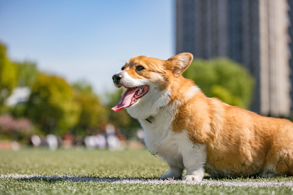 um cão sentado na grama com a boca aberta
