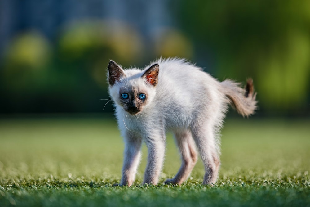 white kitten out in grass yard
