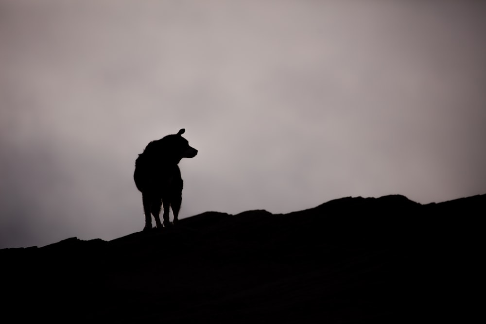 a silhouette of a horse standing on top of a hill