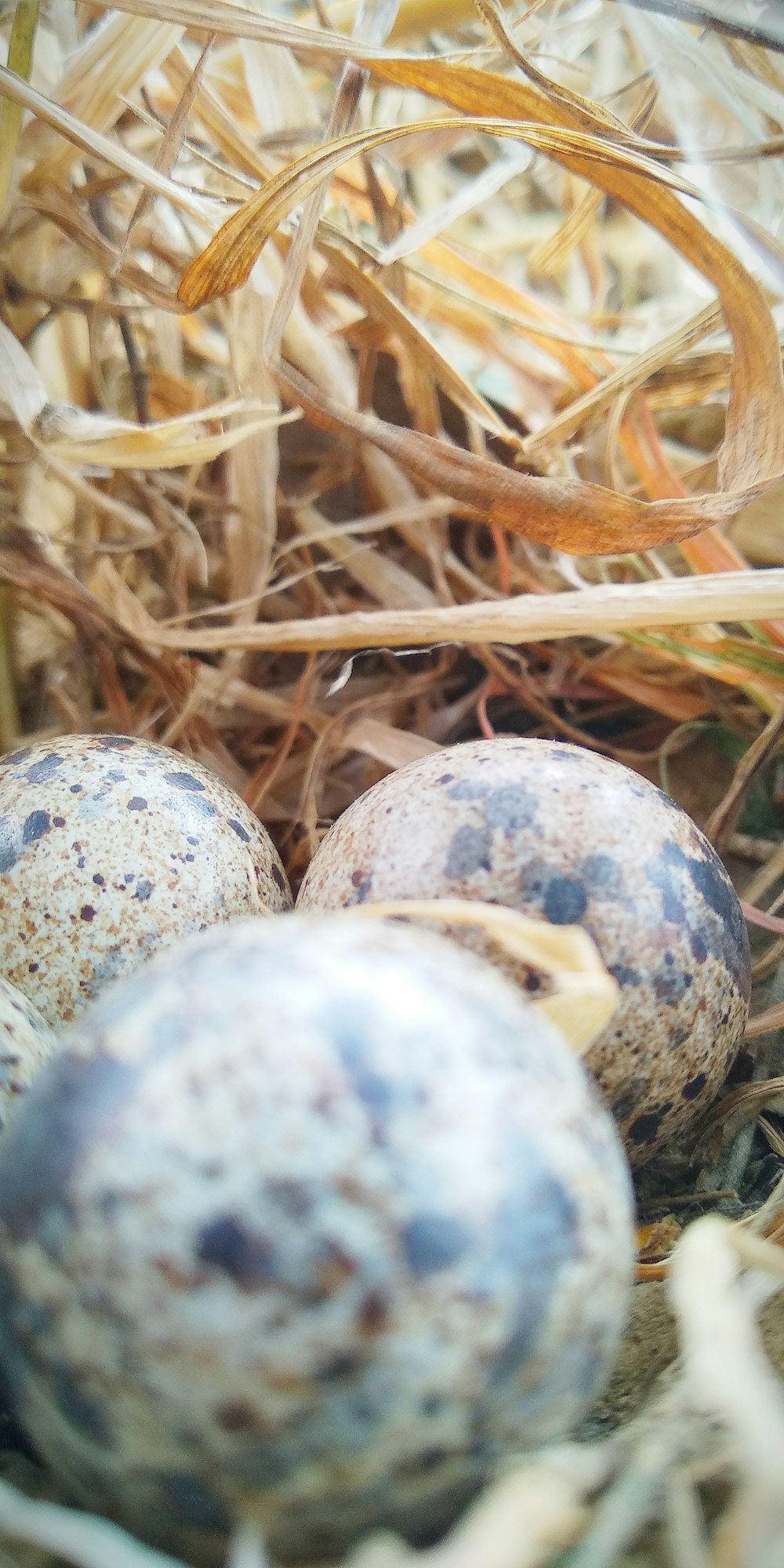 brow quail eggs on best
