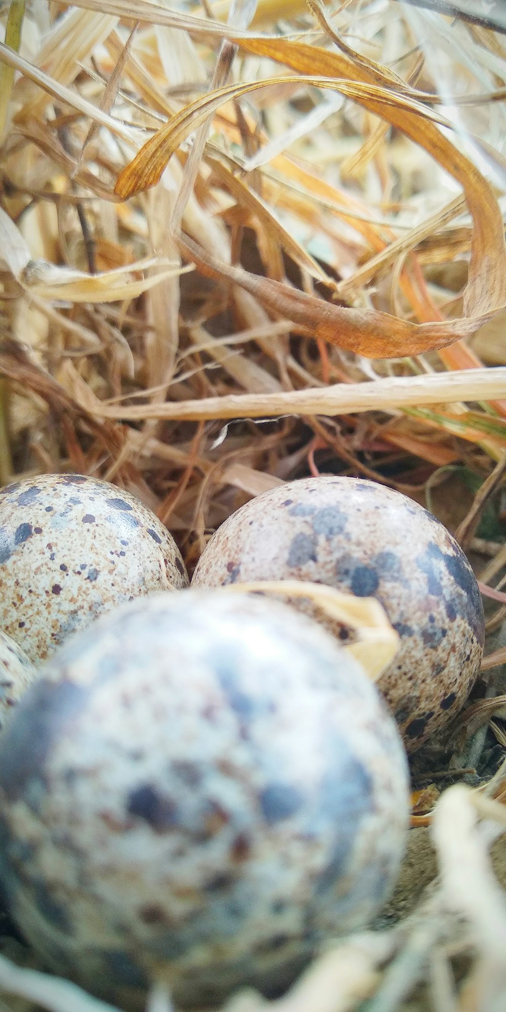 huevos de codorniz de cejas en el mejor de los casos