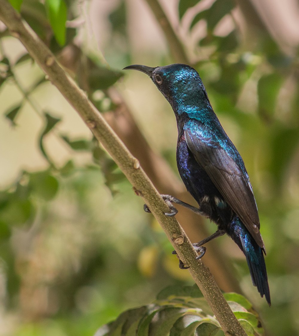 blue and brown bird