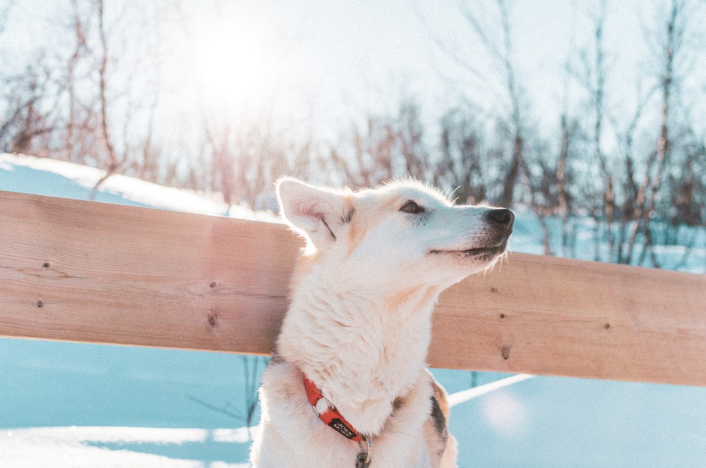 Perro blanco de pelo corto de tamaño mediano en campo de nieve blanco durante el día