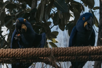 Two large blue parrots perch on a thick, textured rope with green foliage in the background. The birds have striking yellow eye rings and large black beaks, with one of them holding a small piece of food in its claw.