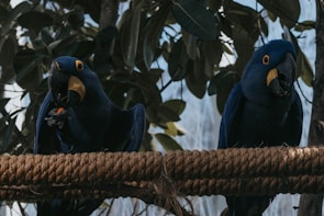Two large blue parrots perch on a thick, textured rope with green foliage in the background. The birds have striking yellow eye rings and large black beaks, with one of them holding a small piece of food in its claw.