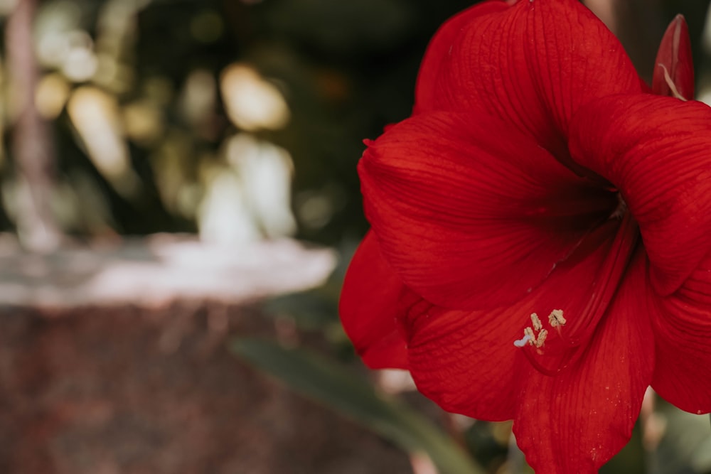 red hibiscus plant