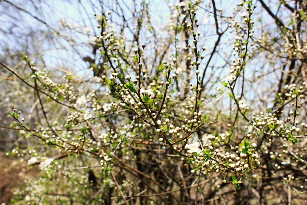 close view of green fruit bearing tree