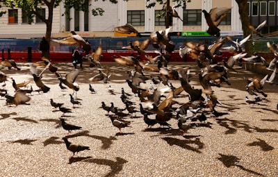 A large flock of pigeons is gathered in an open urban area, with many of them in mid-flight. The ground is covered in cobblestones, and the scene is set outdoors with buildings and trees visible in the background. People can be seen in the distance, some watching the birds or taking photographs.