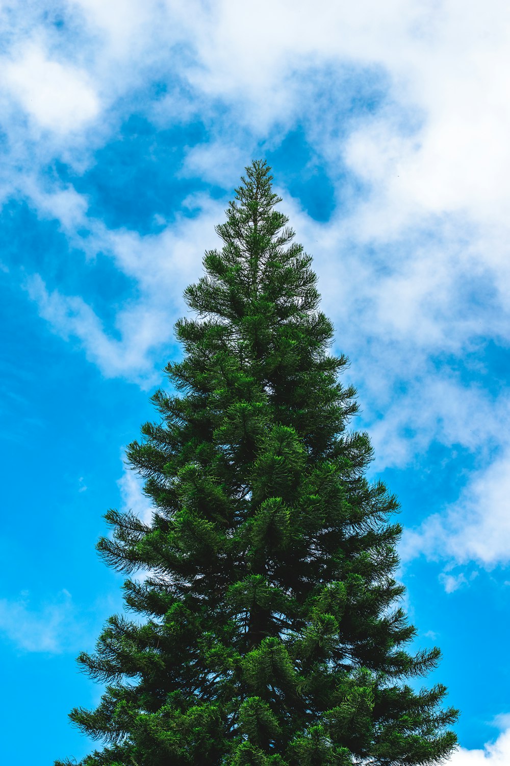 green pine tree under blue and white cloudy sky
