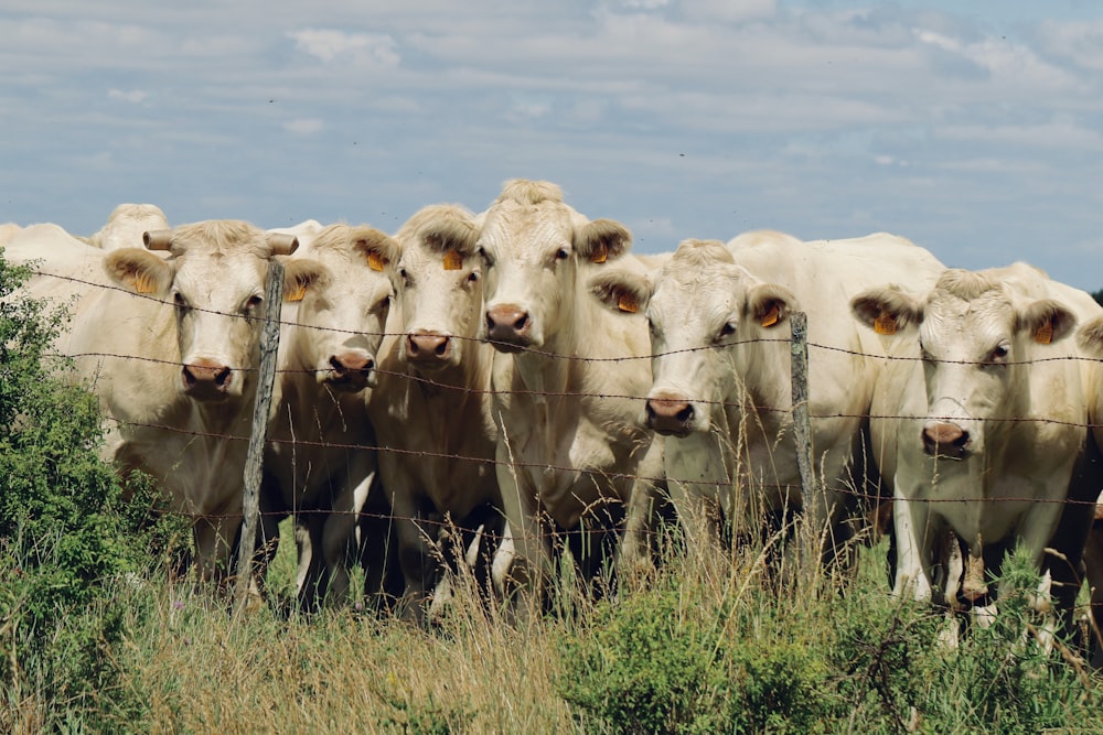 herd of cattle on grass field