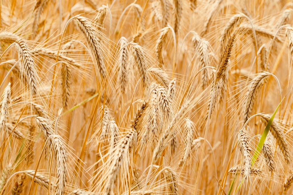 brown wheat