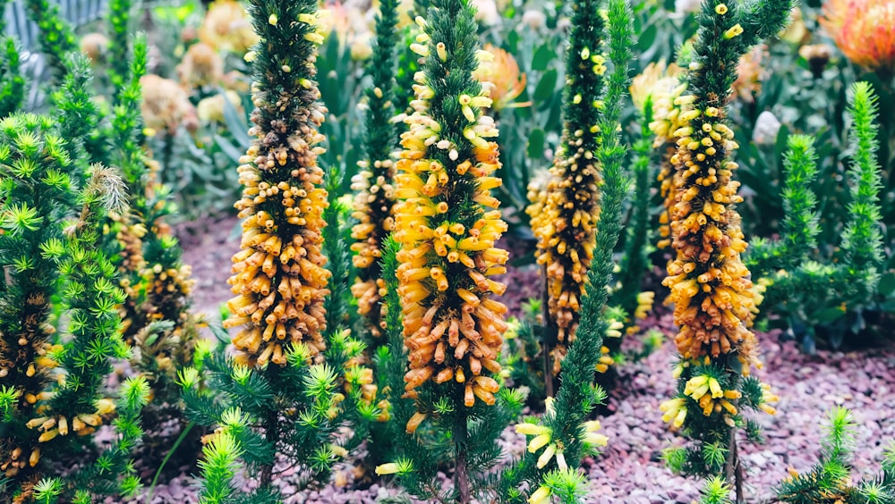 yellow and green leafed plants