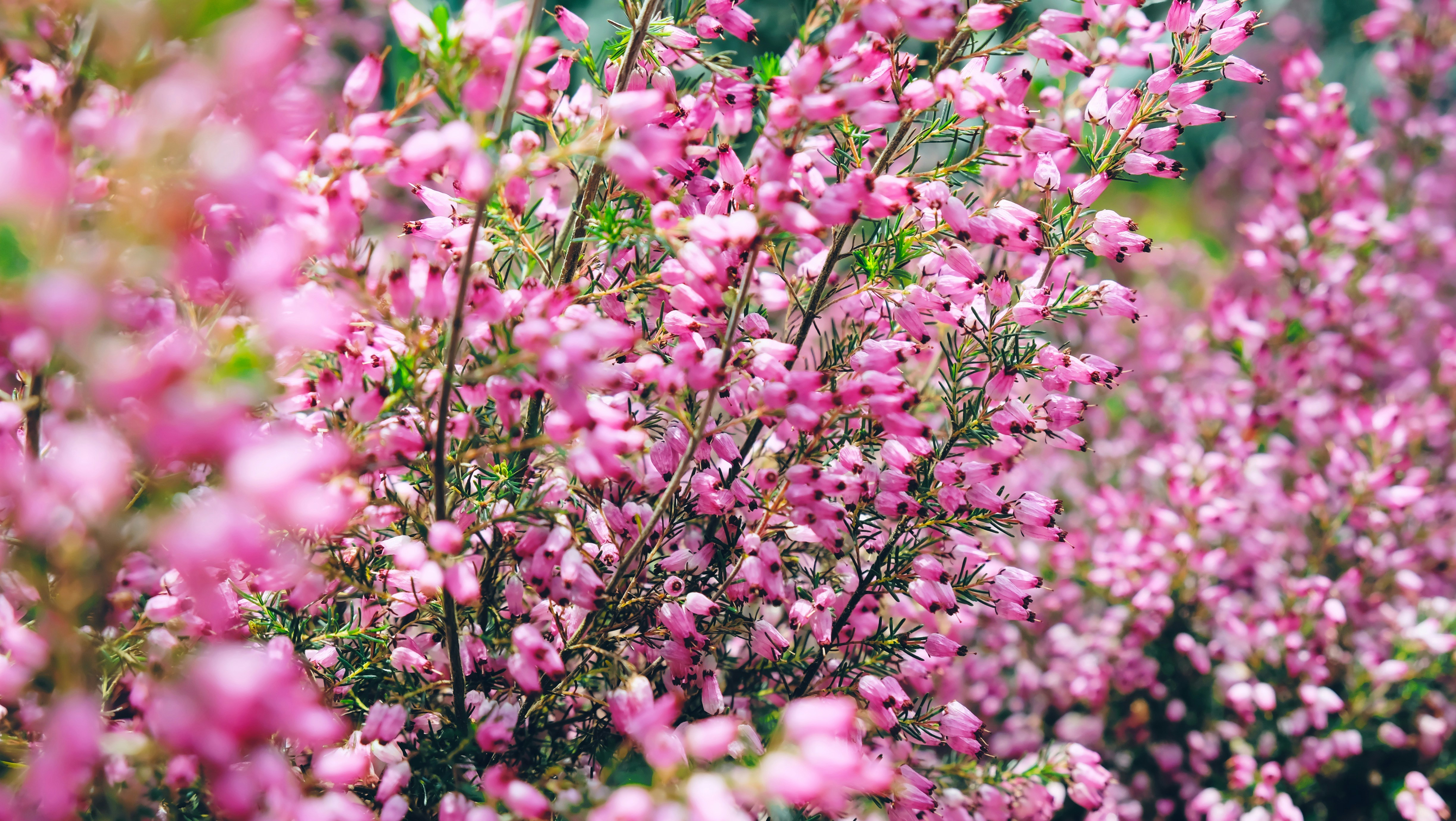 pink petaled flowers