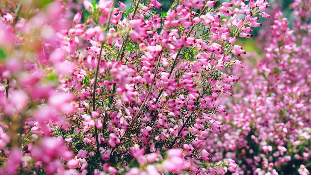 pink petaled flowers