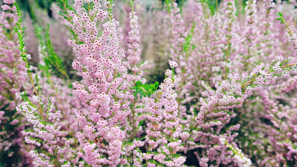 pink-petaled flowers