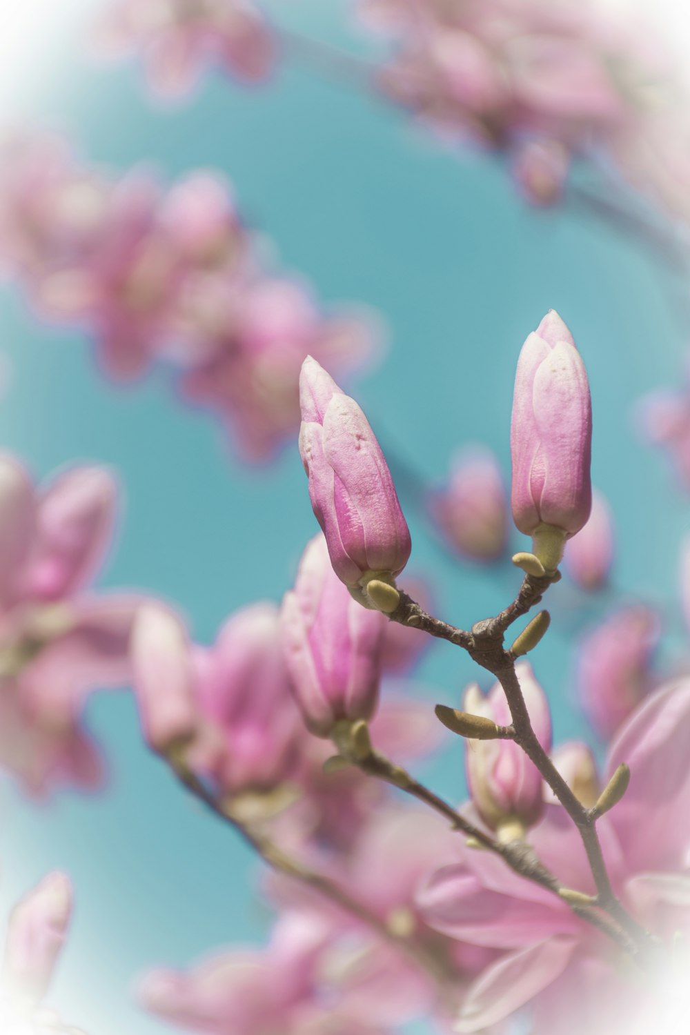 pink-petaled flowers