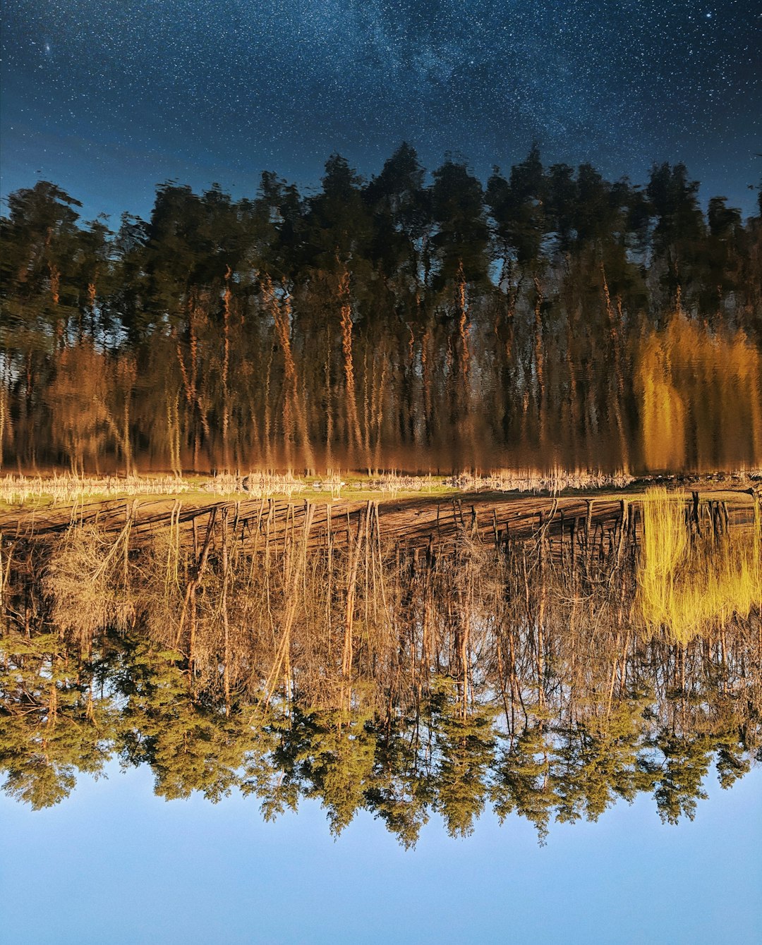 green-leafed trees near body of water in mirror photography