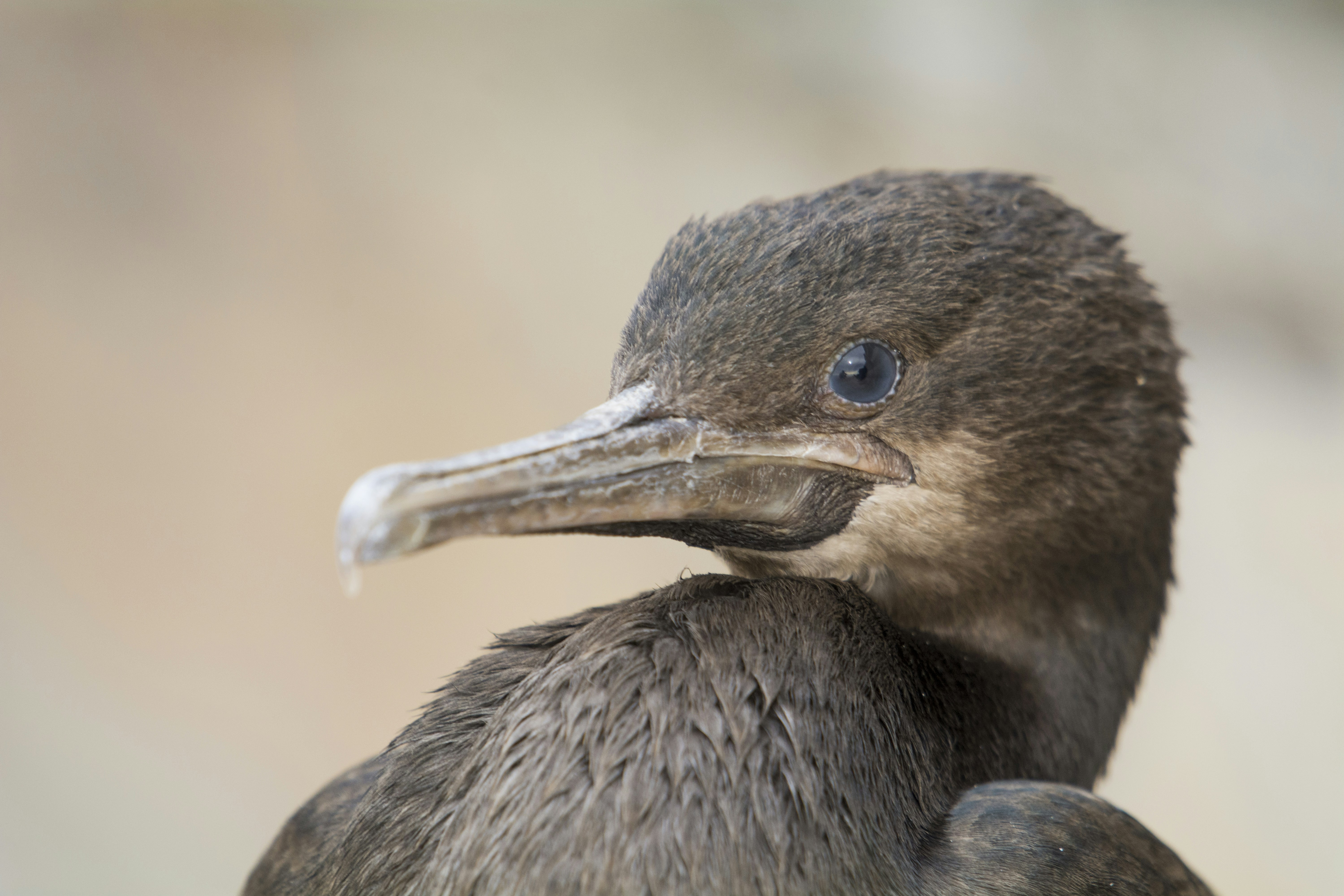 Photo by shauncolinbell