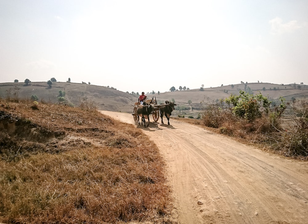 person riding on carraige