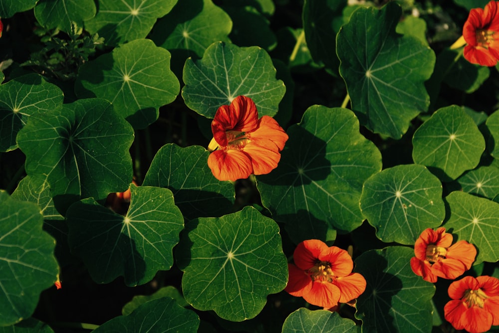 a close up of a bunch of flowers on a plant