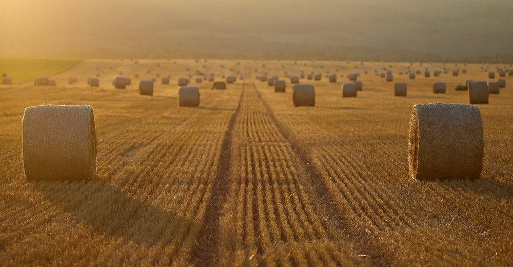 brown hay on field during daytime