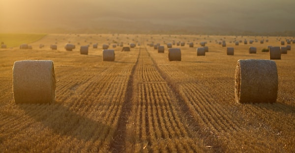 round bales of hay stretching into the distance on a grassy field