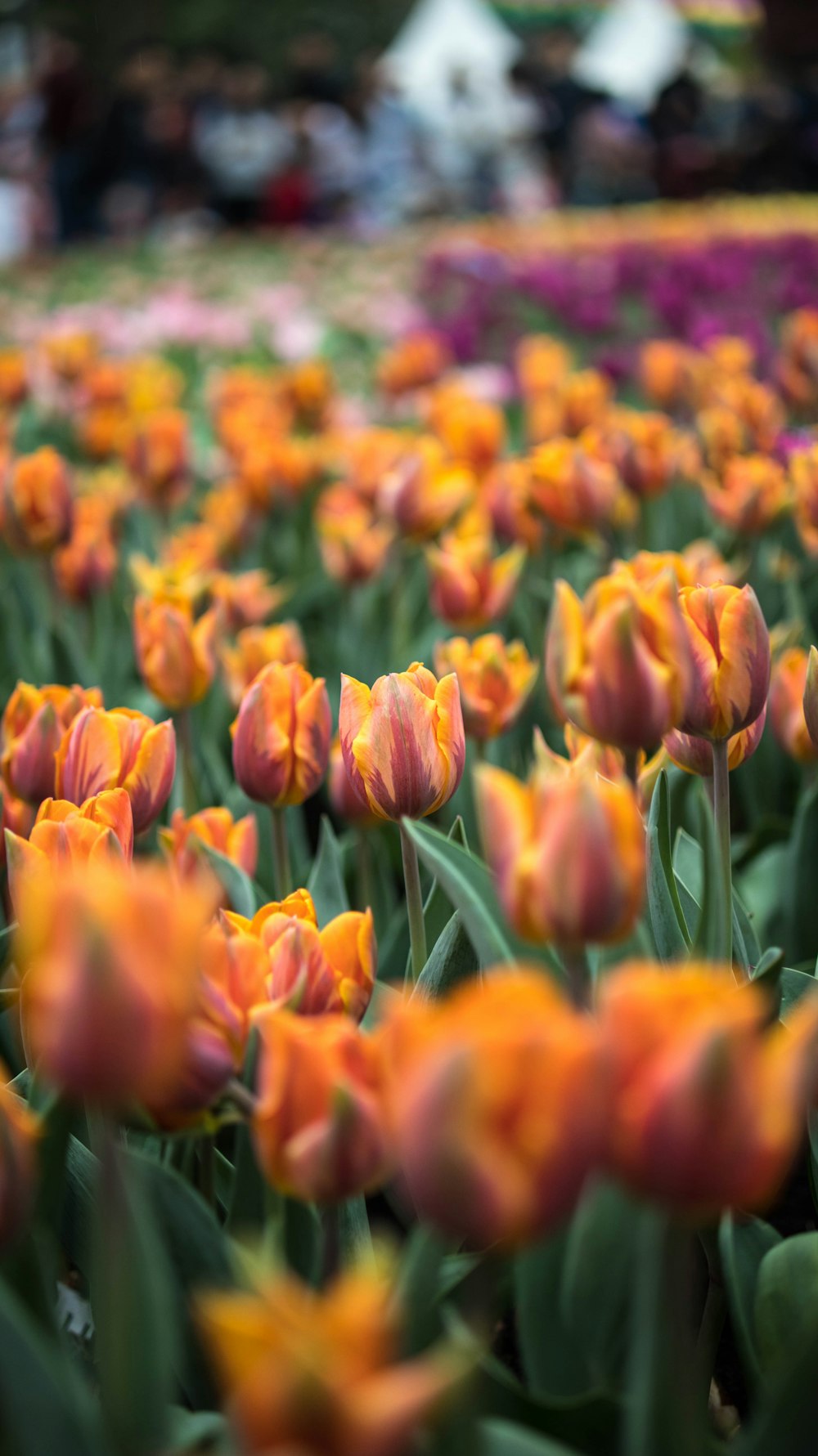 red tulip flowers