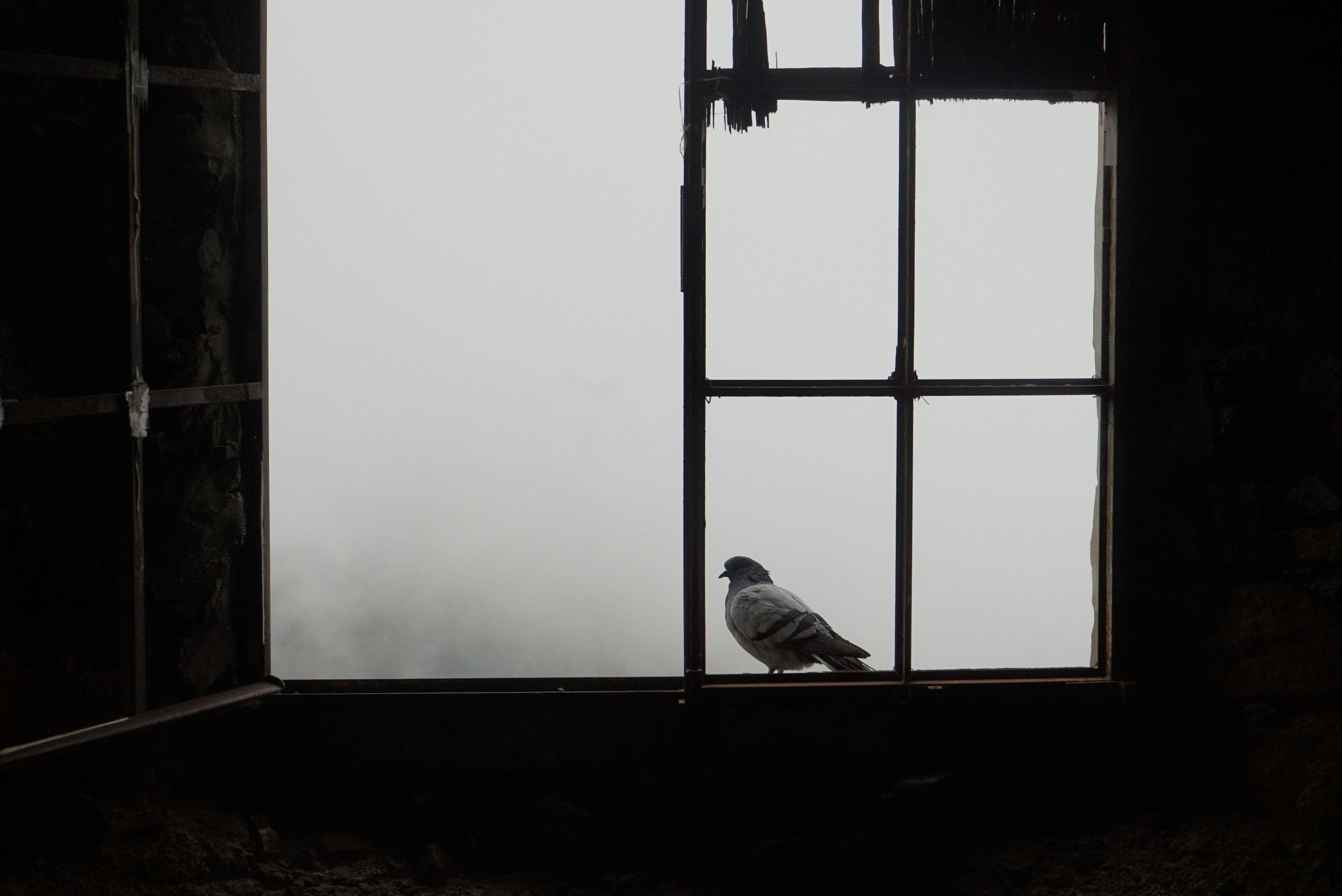 shallow focus photo of white bird on window