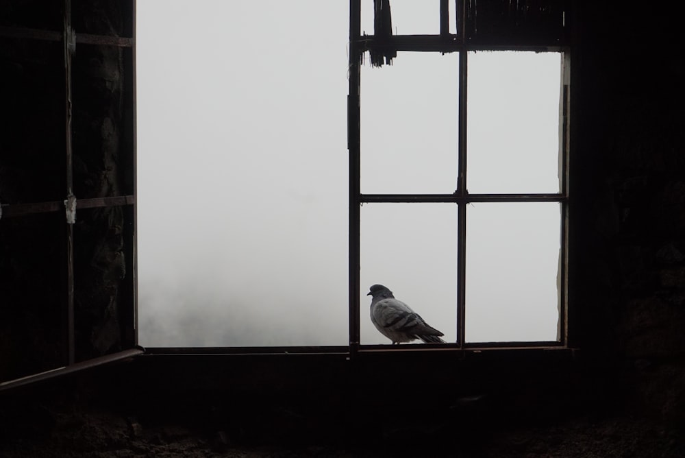 shallow focus photo of white bird on window