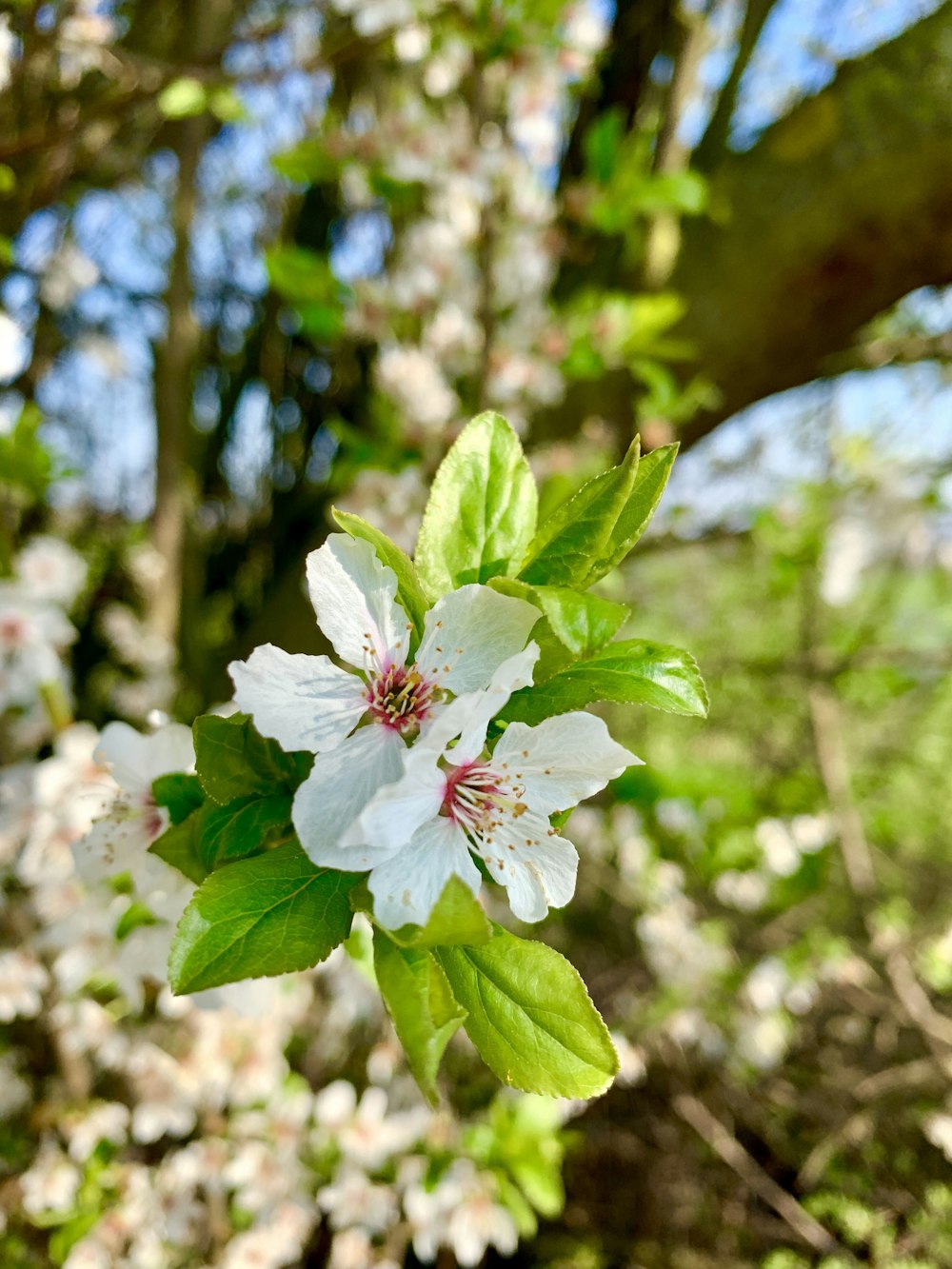 zwei weißblättrige Blüten