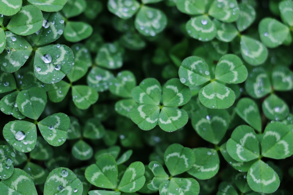 closeup photo of green plant