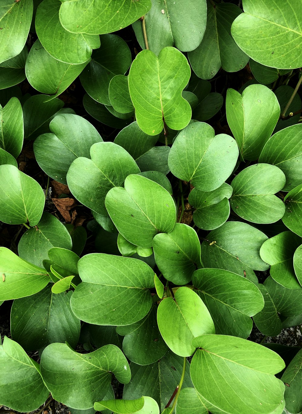 close up photography of green plants