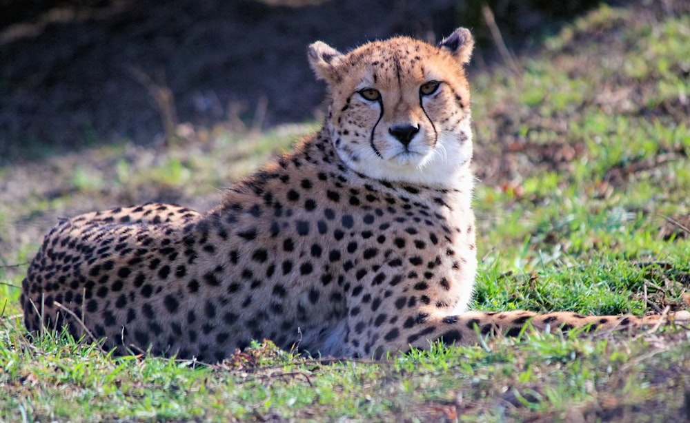 cheetah on green grass