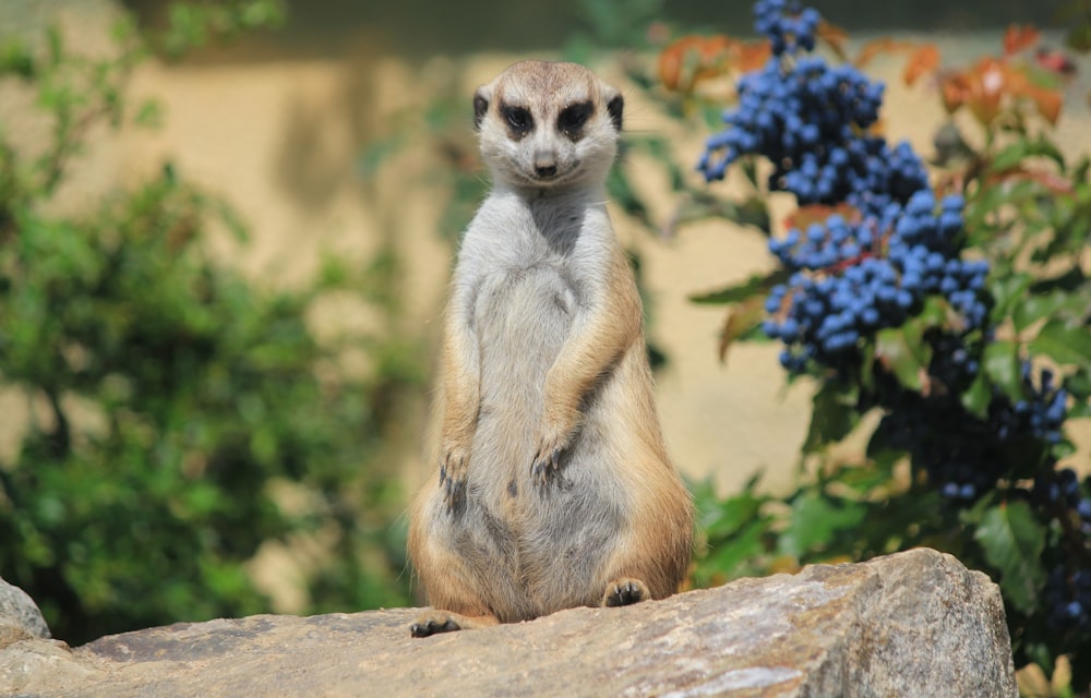 merret animal standing on rock