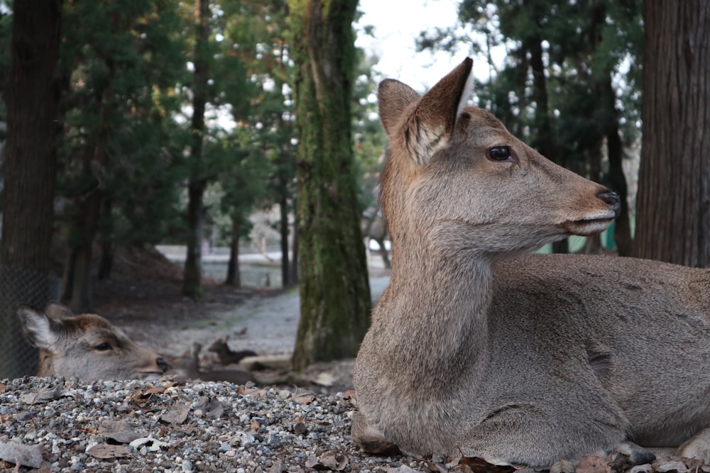 selective focus photography of lying deer