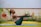 A person is practicing yoga outdoors on a grassy area, balanced in a boat pose with arms extended forward and legs raised. The setting includes a decorative railing with intricate patterns and a backdrop of flower beds. The atmosphere appears tranquil and focused.