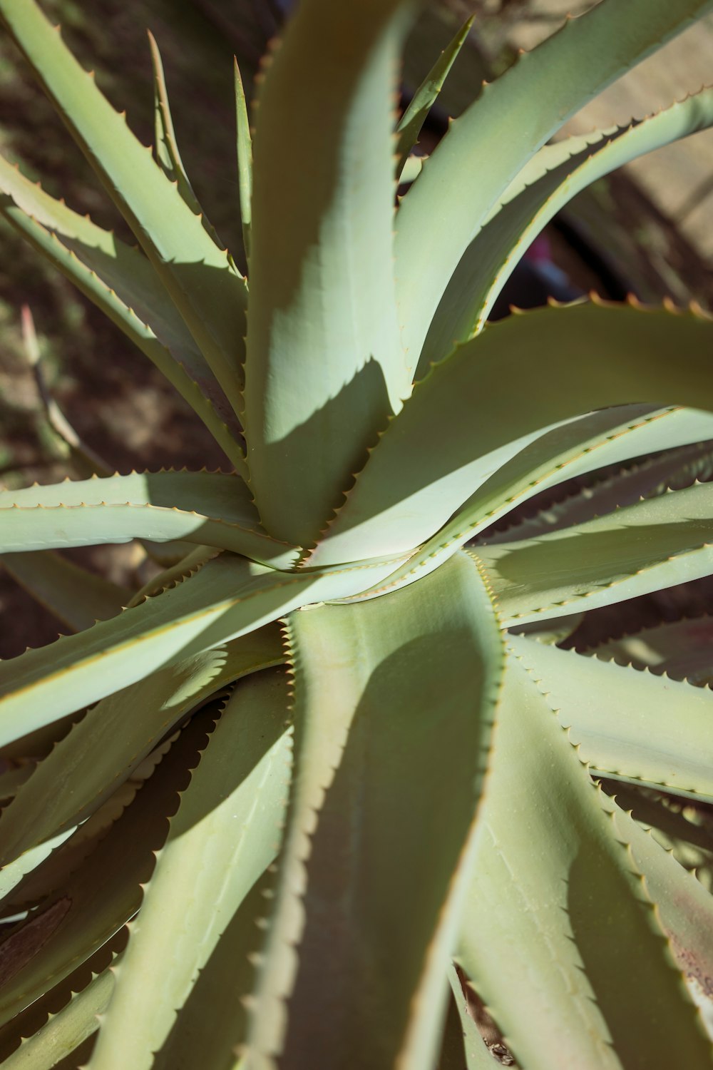 closeup of aloe vera