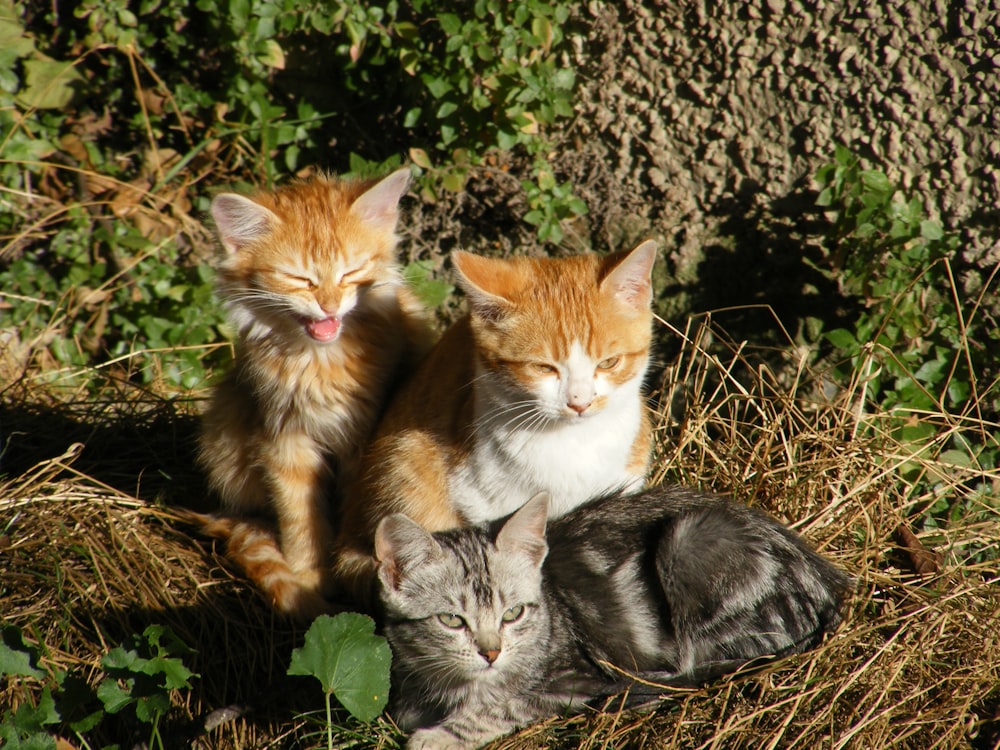 silver and two orange tabby cats on the green grass