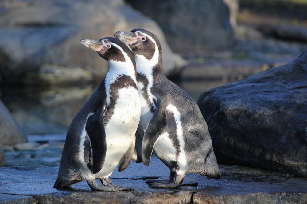 2 Penguins on rock