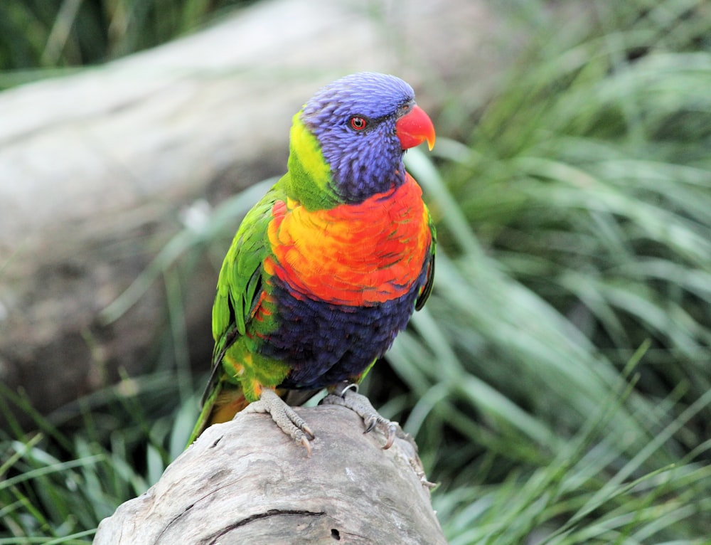 Nahaufnahme eines grünen, gelben und blauen Vogels