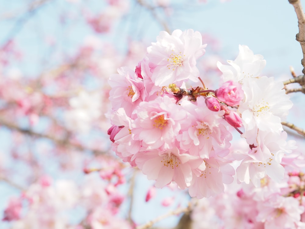 view of pink cherry blossoms