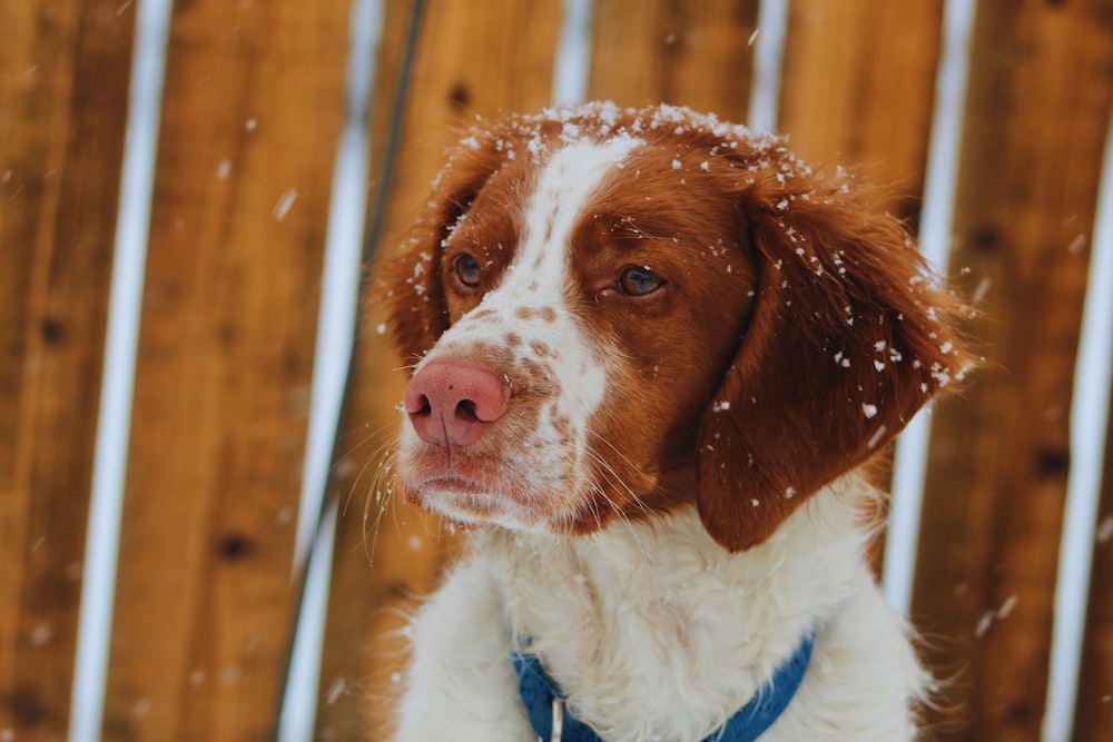 selective focus photography of white and brown dog