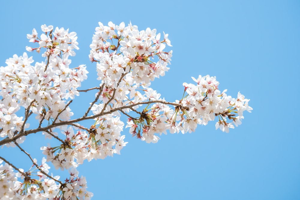 white cherry blossom flower