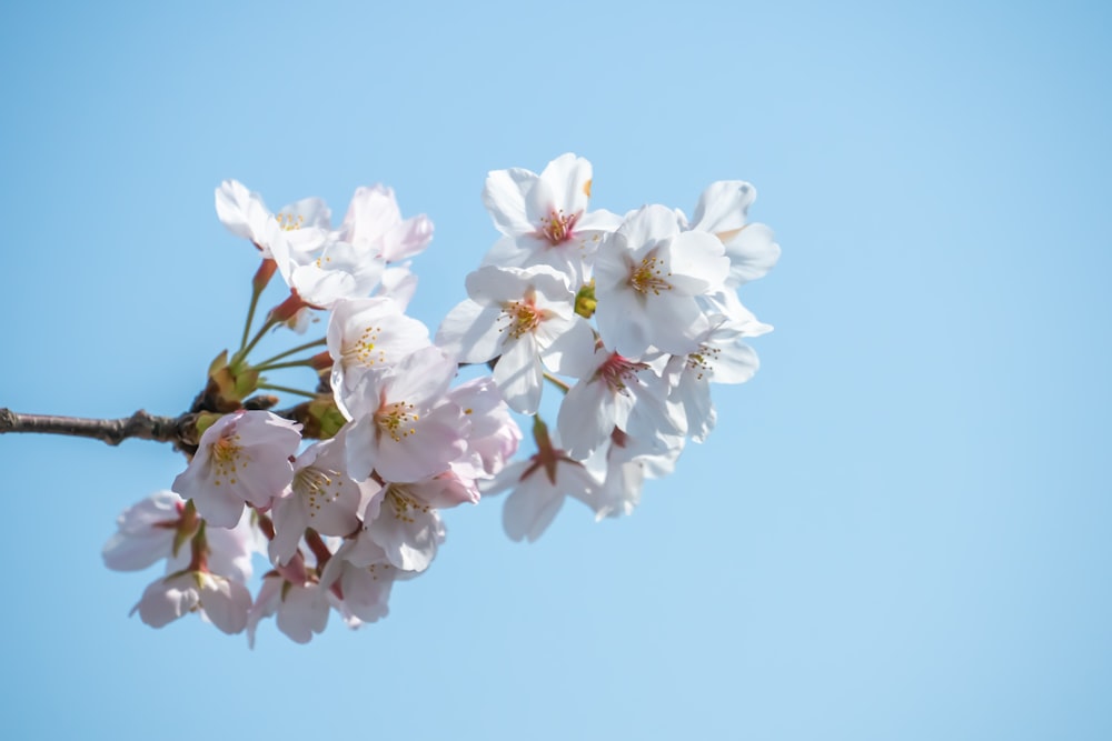 white petaled flowers