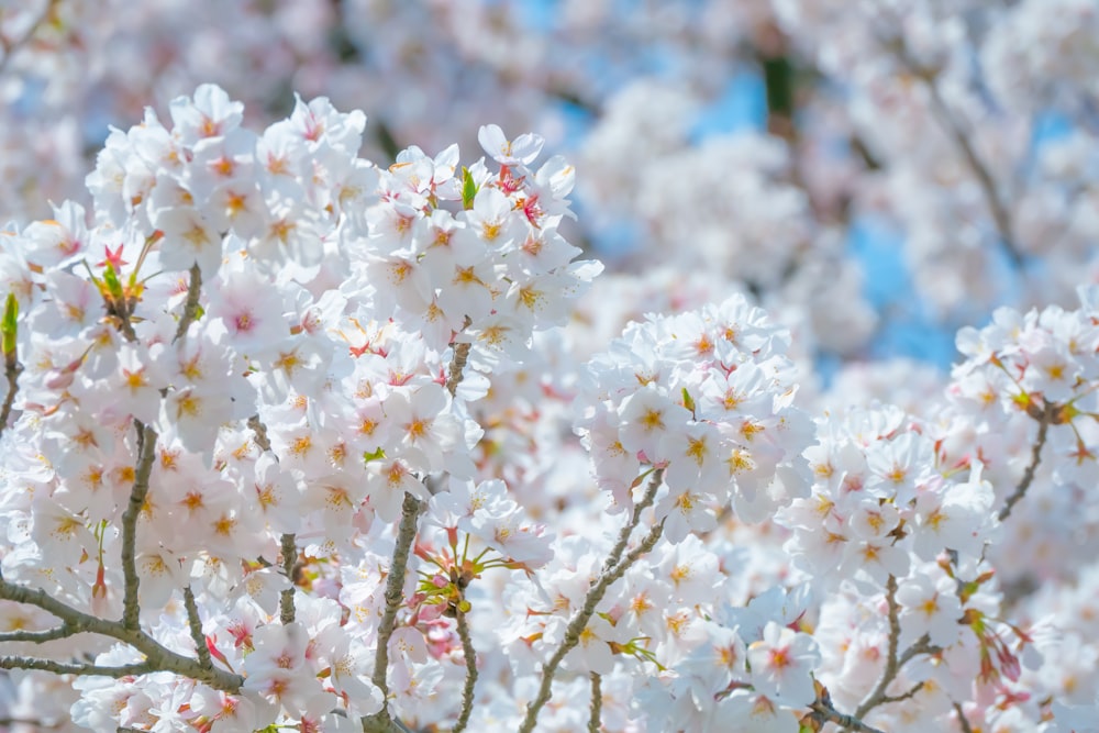 selective focus photography of white-petaled flower