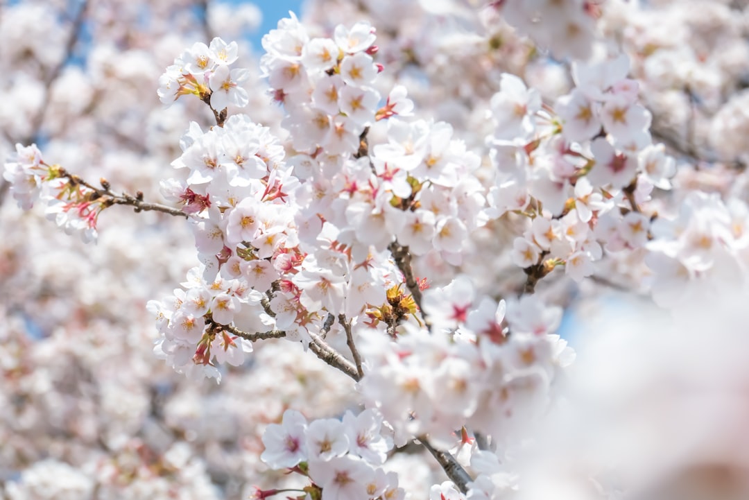 3月底還有櫻花嗎？