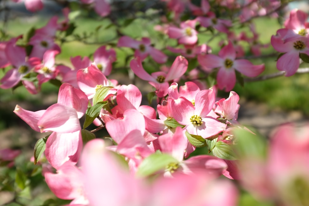 pink orchids