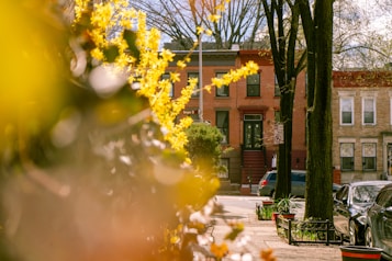 A residential street scene featuring brownstone townhouses with a focus on bright yellow flowers in the foreground. The street is lined with trees and parked cars, creating a serene and sunny neighborhood atmosphere.