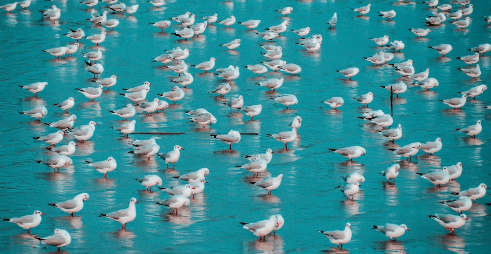 灰色の鳥の群れ